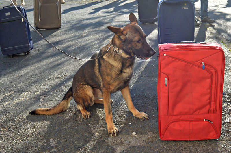 unidad-cinologica-10-011215