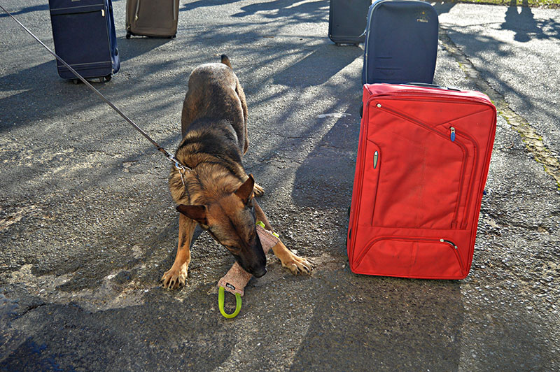 unidad-cinologica-11-011215