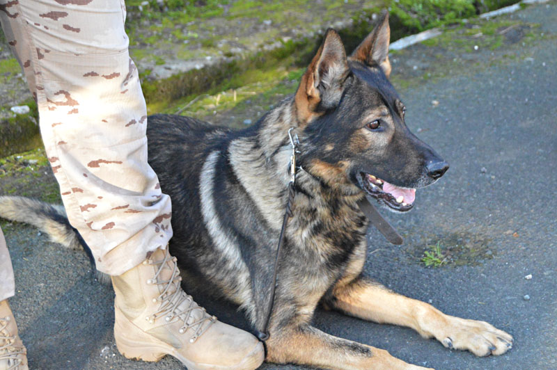 unidad-cinologica-12-011215