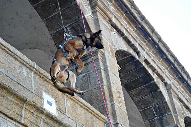 unidad-cinologica-3-011215