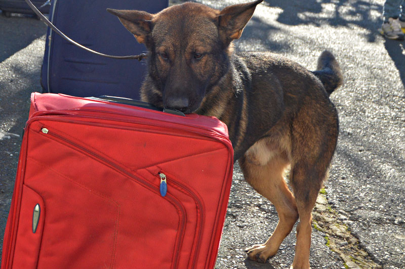 unidad-cinologica-9-011215