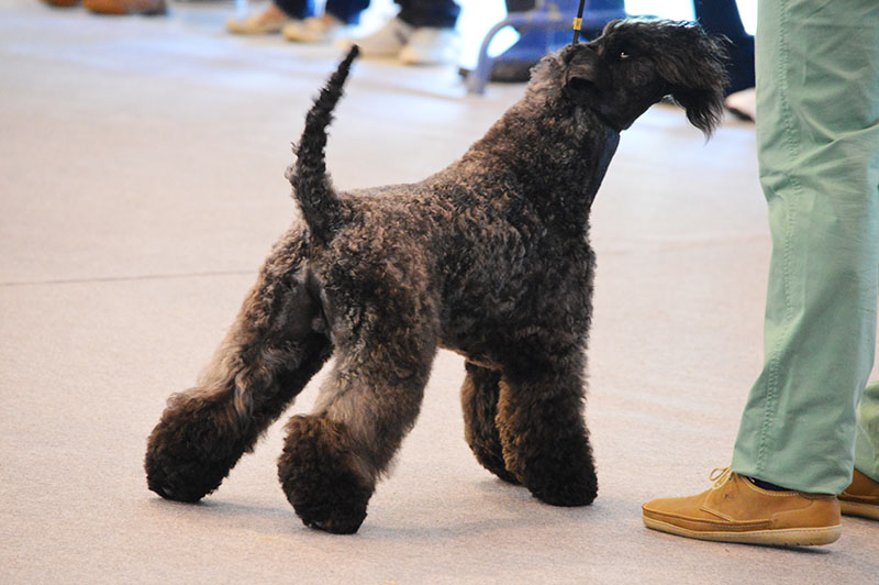 dog-show-10-200915