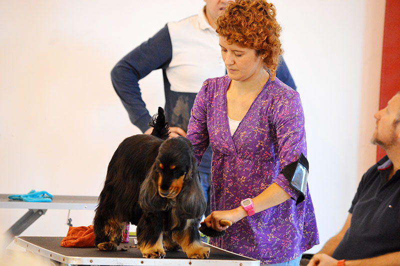 dog-show-4-200915