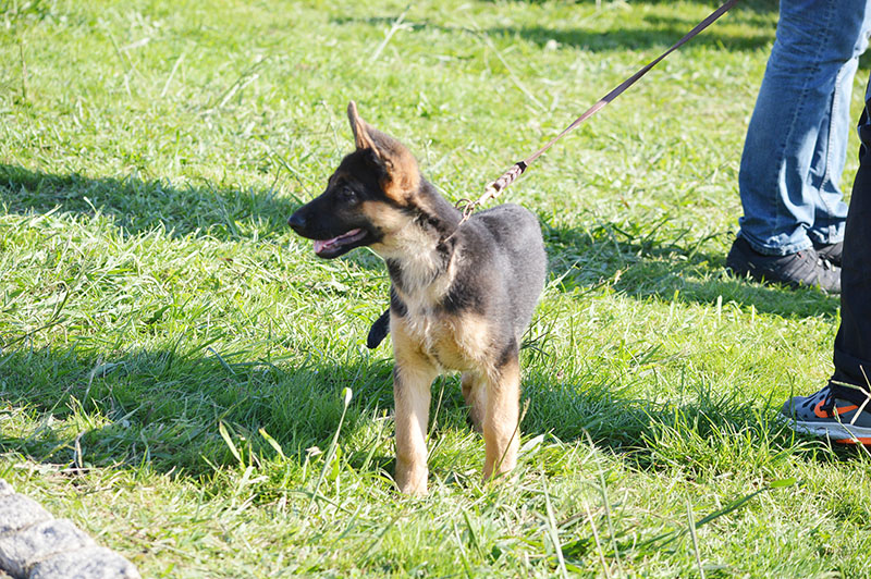 pastor-aleman-1-270915