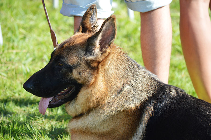 pastor-aleman-10-270915