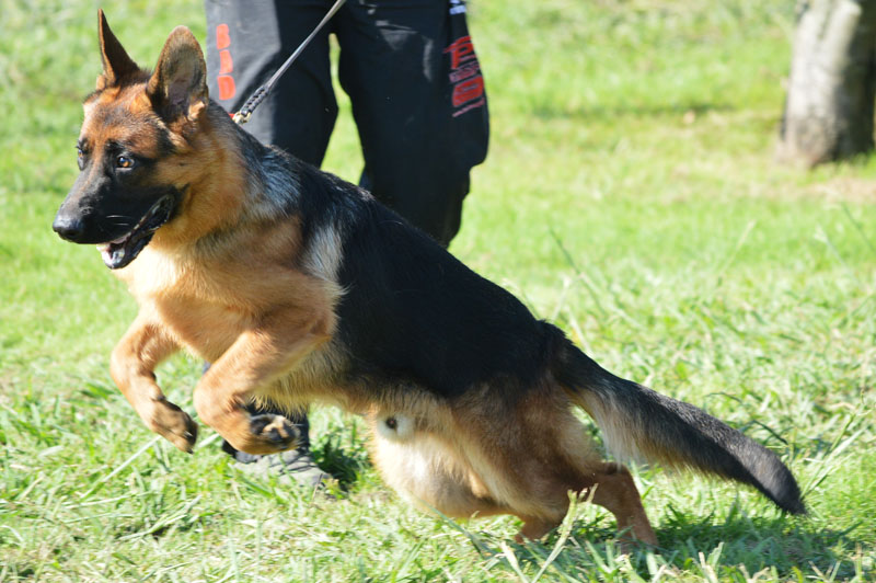 pastor-aleman-11-270915