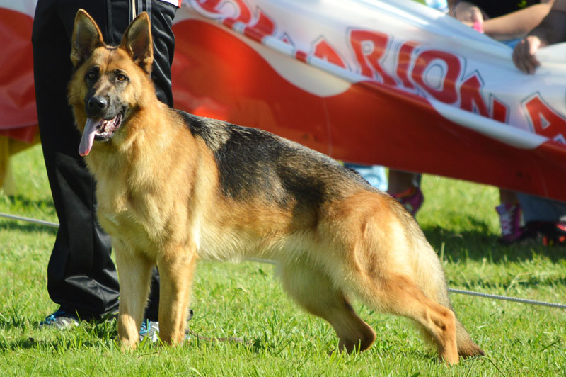 pastor-aleman-12-270915