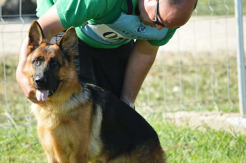 pastor-aleman-13-270915