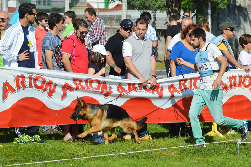 pastor-aleman-14-270915