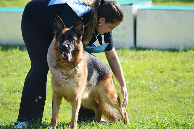 pastor-aleman-15-270915