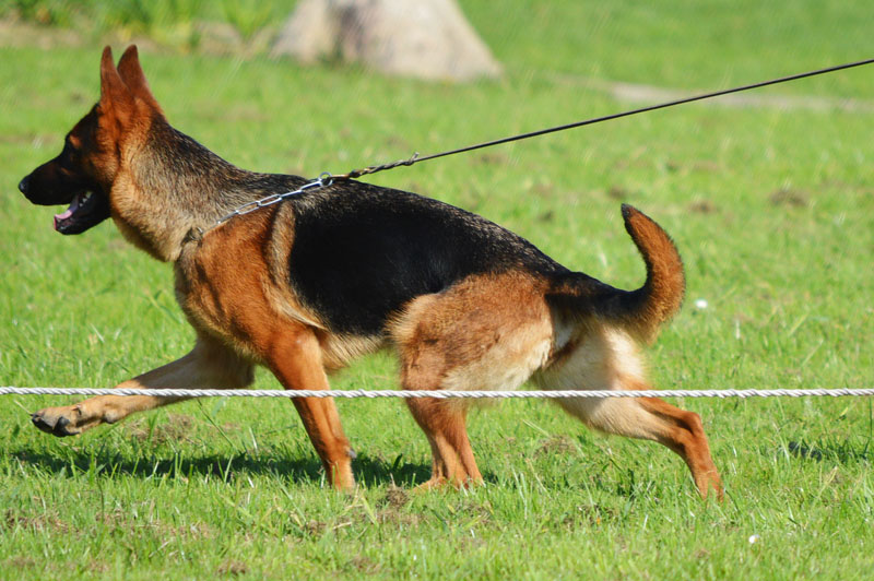 pastor-aleman-16-270915