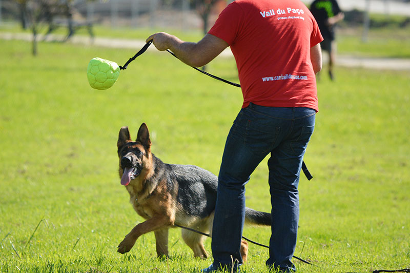 pastor-aleman-17-270915