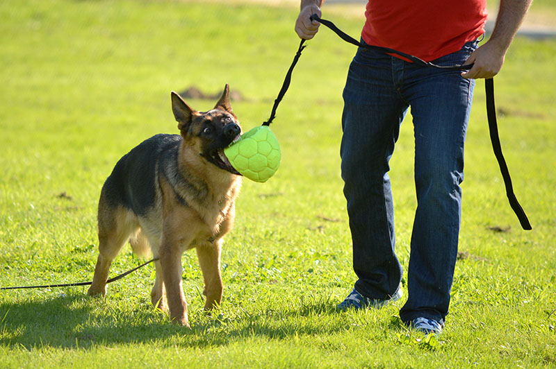 pastor-aleman-18-270915