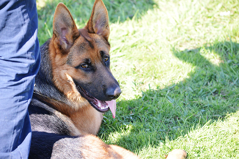 pastor-aleman-19-270915