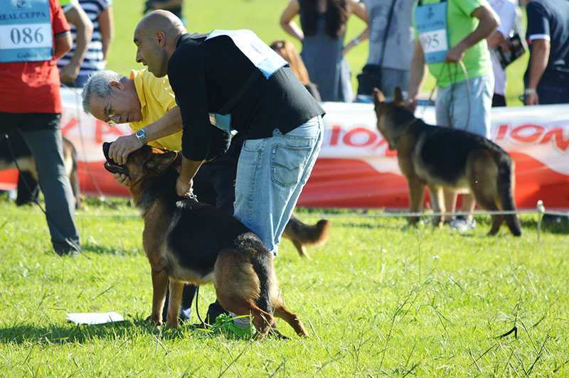 pastor-aleman-2-270915