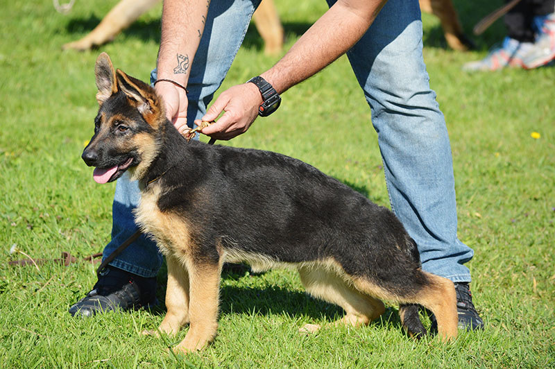 pastor-aleman-20-270915