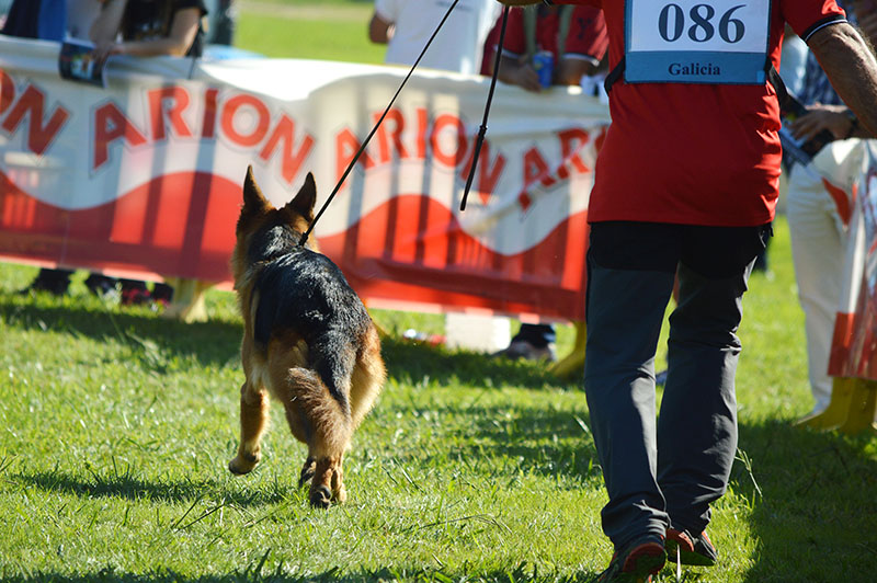 pastor-aleman-3-270915