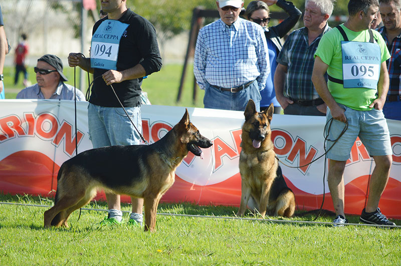 pastor-aleman-4-270915