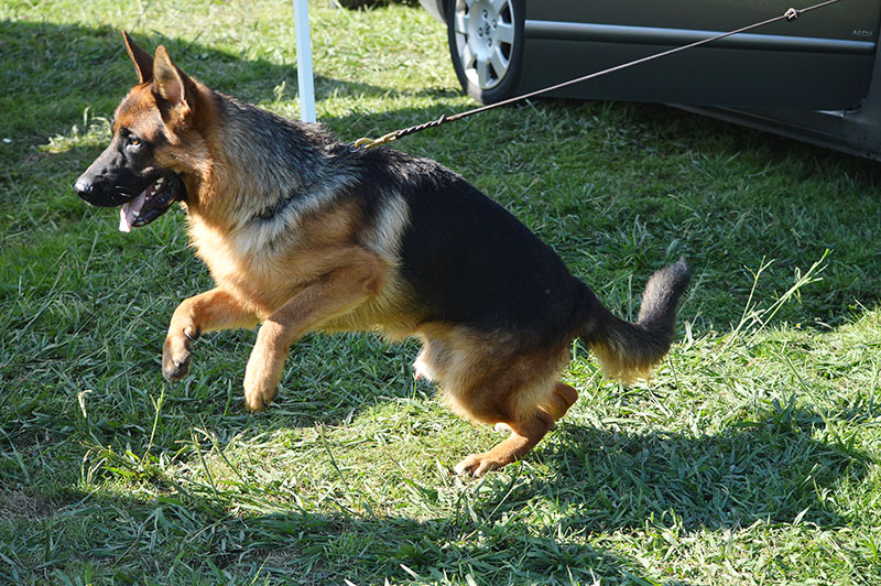 pastor-aleman-5-270915