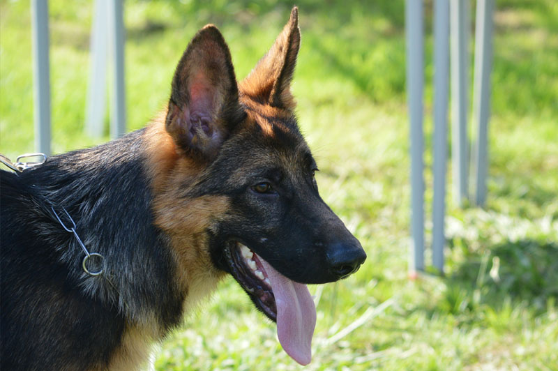 pastor-aleman-6-270915