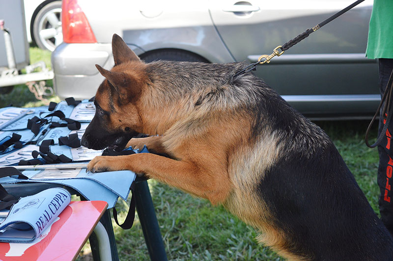 pastor-aleman-7-270915