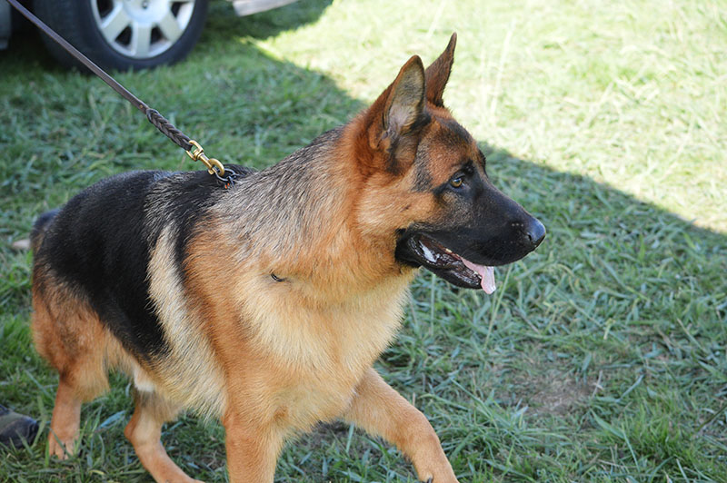 pastor-aleman-8-270915