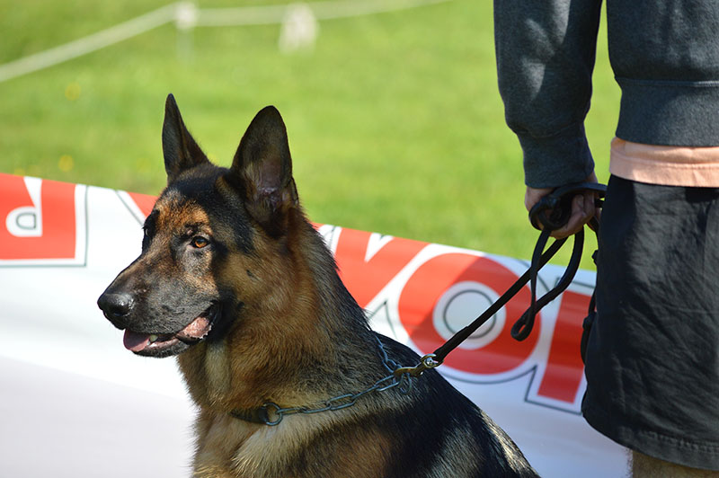 pastor-aleman-9-270915