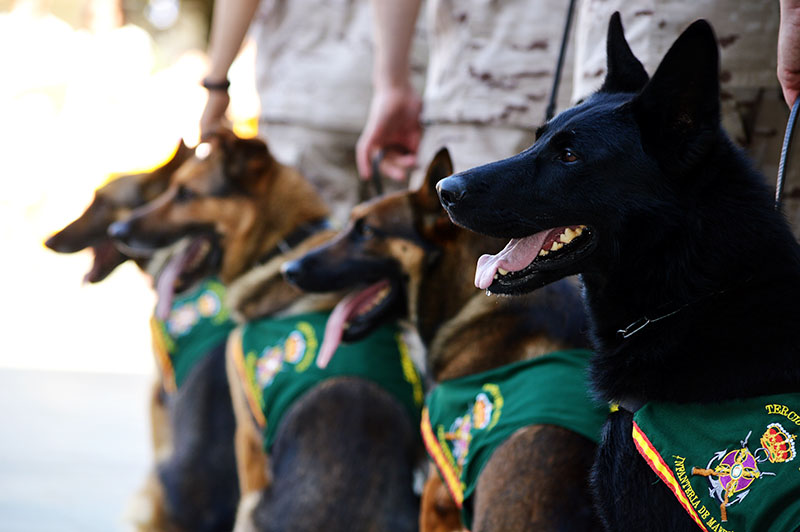 unidad-cinologica-1-060615