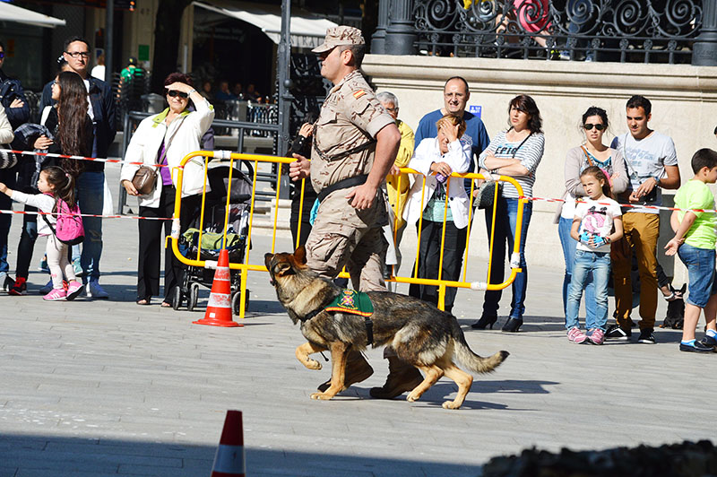 unidad-cinologica-11-060615