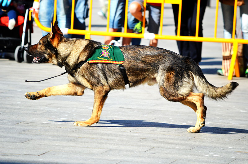 unidad-cinologica-12-060615