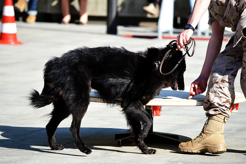 unidad-cinologica-14-060615