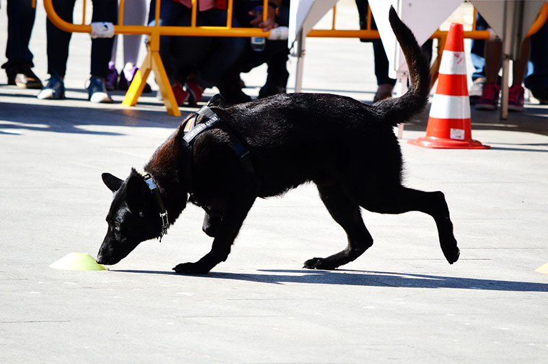unidad-cinologica-15-060615