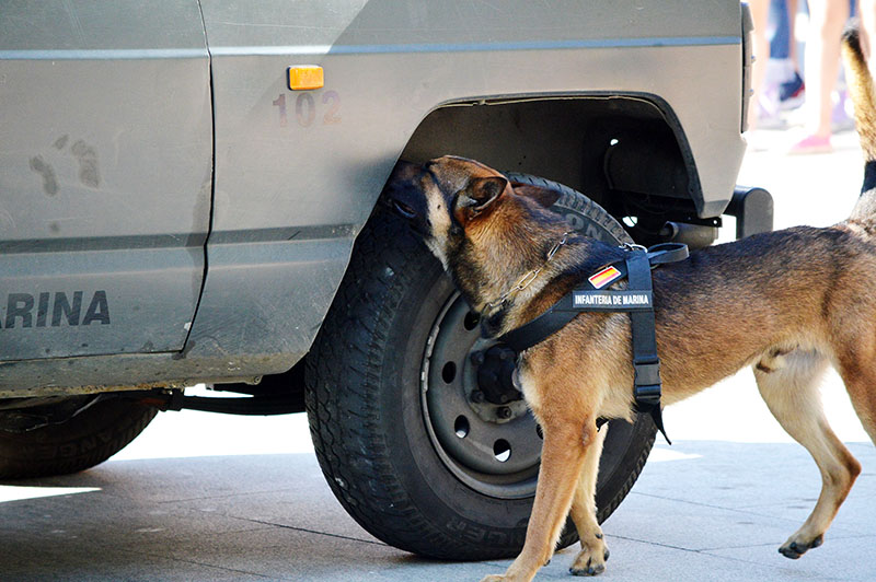unidad-cinologica-17-060615