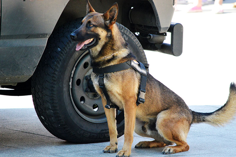 unidad-cinologica-18-060615