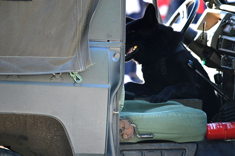 unidad-cinologica-19-060615