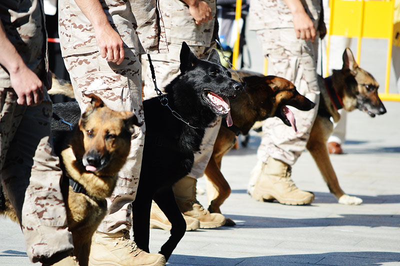 unidad-cinologica-3-060615