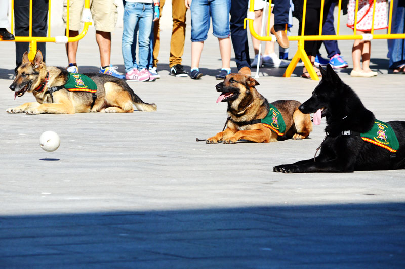 unidad-cinologica-4-060615