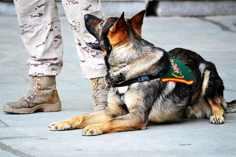 unidad-cinologica-5-060615