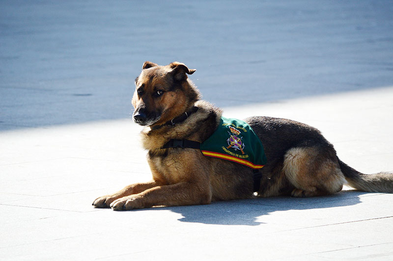 unidad-cinologica-9-060615